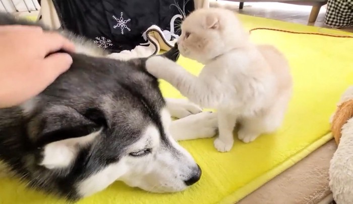 ハスキーの頭をさわる子猫