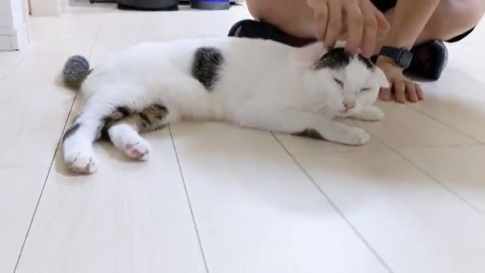 甘えるチロくん2