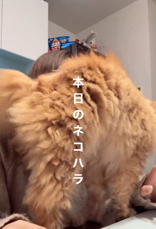 画面が見えない飼い主