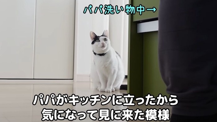 キッチンを覗く猫1