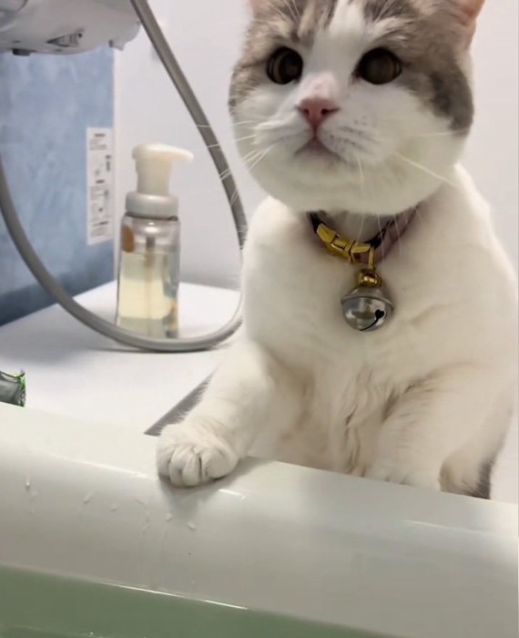 飼い主さんを見つめるゆき坊ちゃん