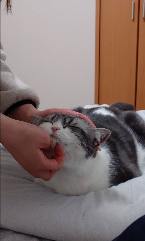 顎を撫でられて気持ちよさそうな猫