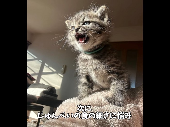鳴いている子猫