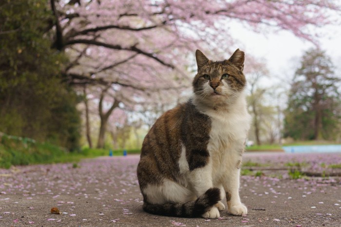 公園を散歩する猫