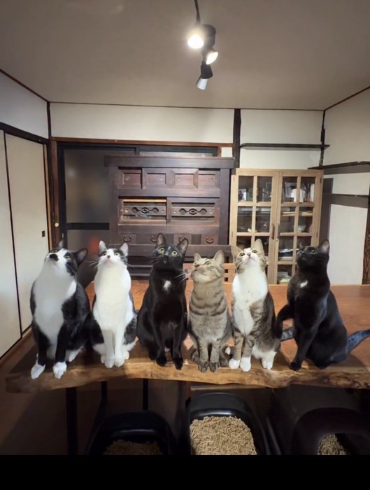 机の上で飼い主の動かすおもちゃを目で追いかける6匹の猫