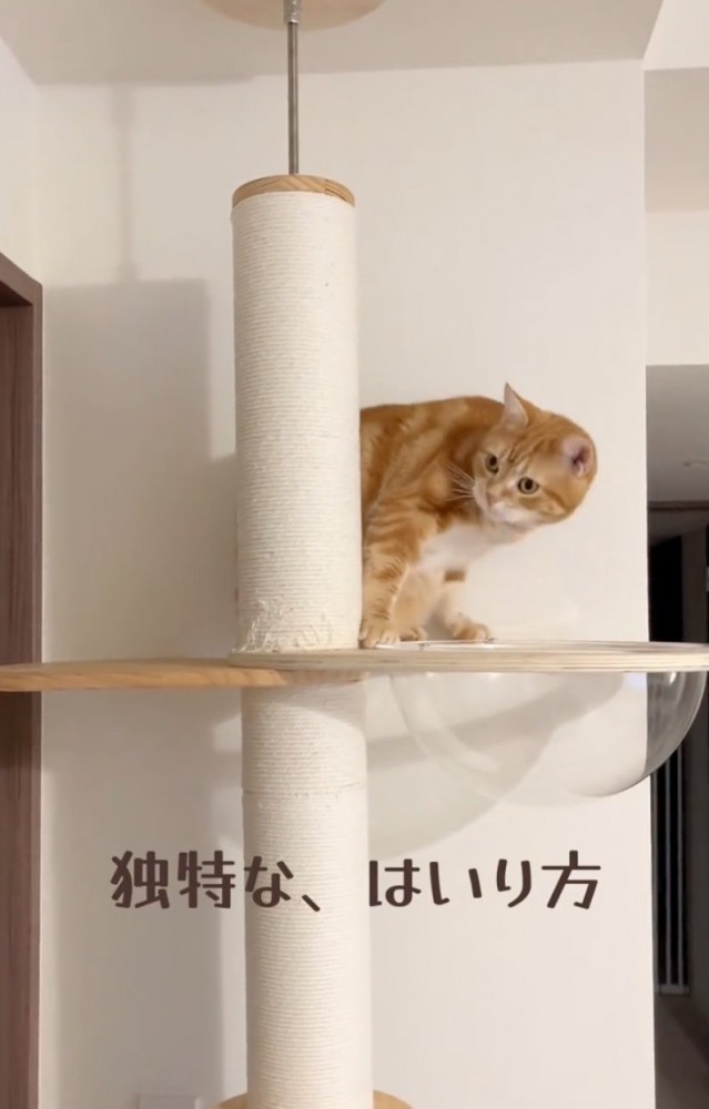 よそを見つめる猫