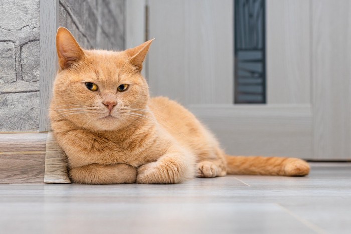 不満顔の香箱座りの猫