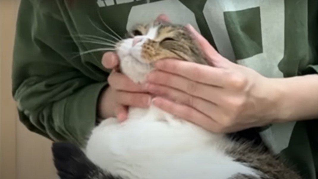 猫の顔をマッサージしている