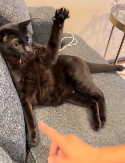 猫パンチを構える猫