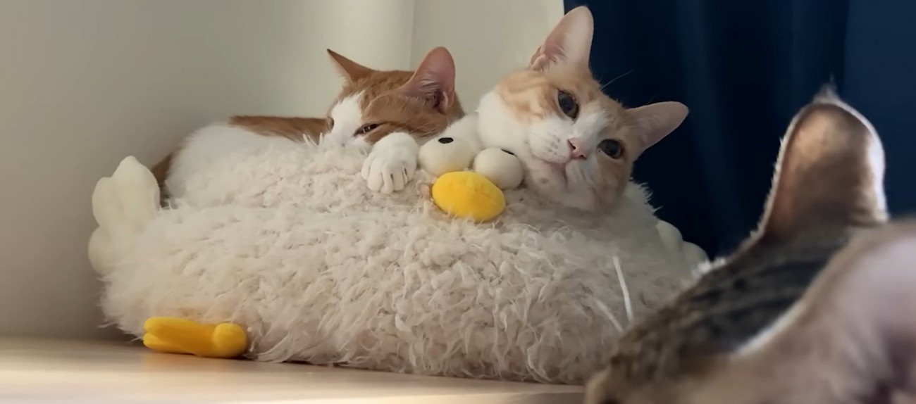 ベッドの上で寝ている二匹の猫