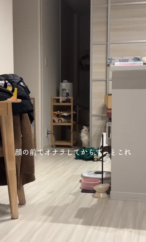 引き戸のそばでお座りをしているカメラ目線の猫(ヒキ)