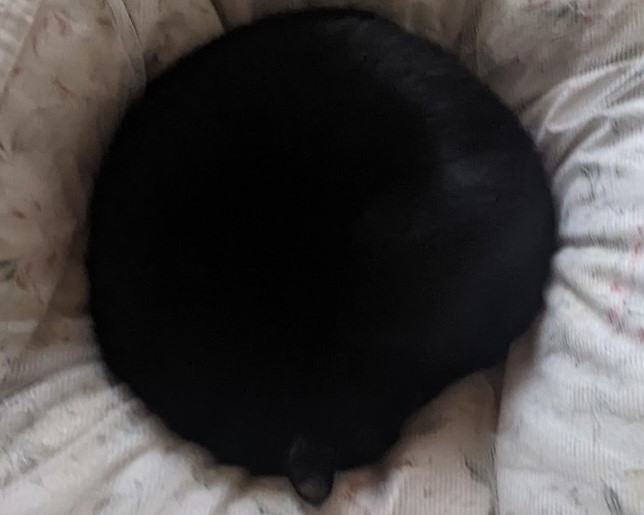 ニャンモナイトのアップ