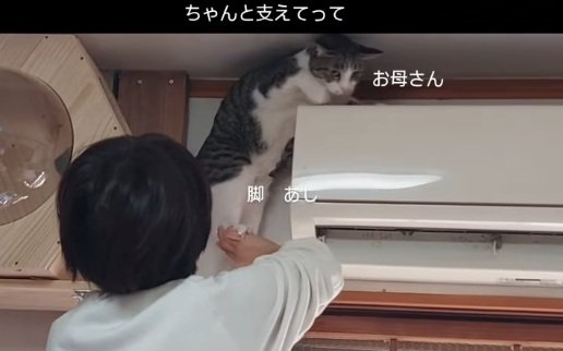助けを求める猫