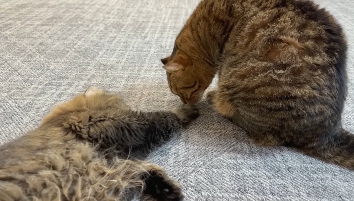 前足を伸ばすたんこママ