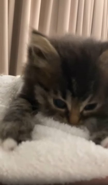 タオルをフミフミする子猫