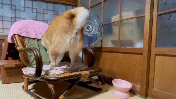 椅子を掘る柴犬