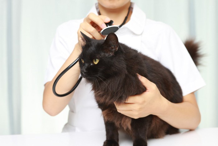 診察中の猫