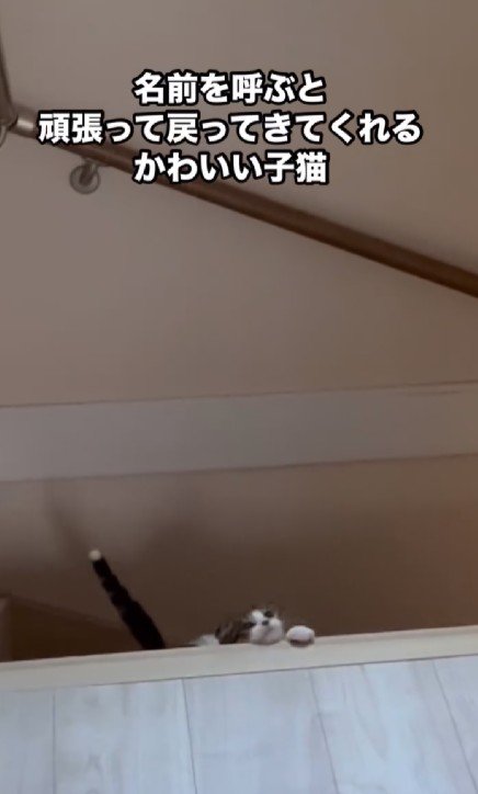 階段をよじ登る子猫