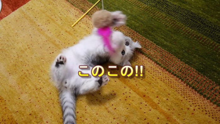 おもちゃで遊ぶ子猫