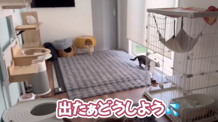 「出たぁどうしよう」