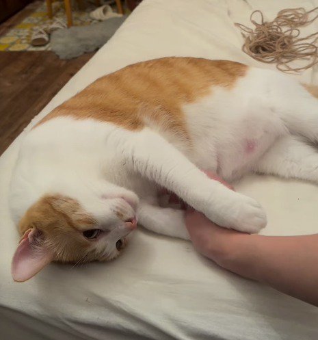 飼い主にお腹を撫でられる茶白猫