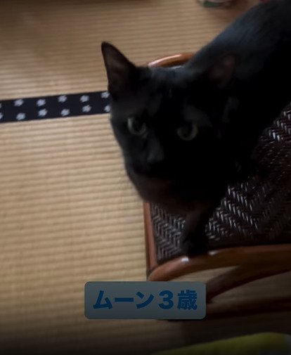 カメラ目線の猫