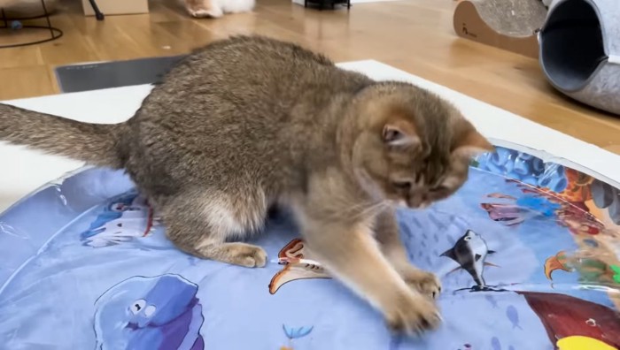 高速で動くこたつくん