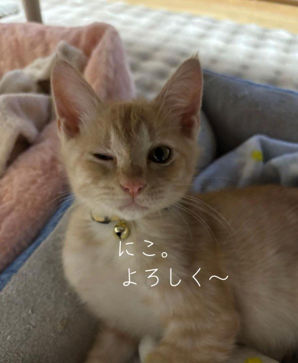 ウインクしている猫