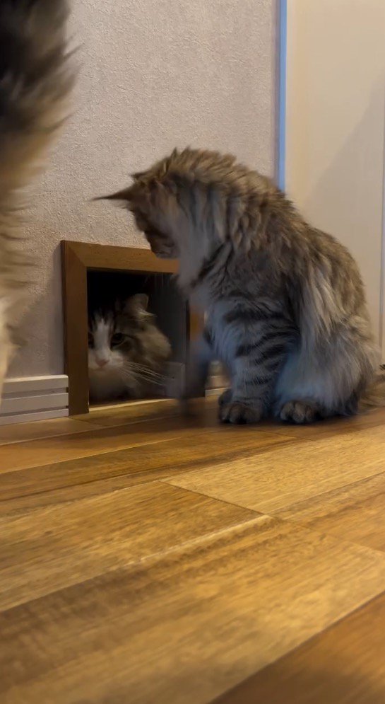 通路の向こうから顔を出すキジ白柄の猫