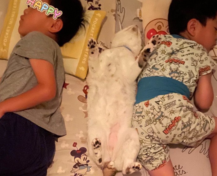 真ん中に眠る猫