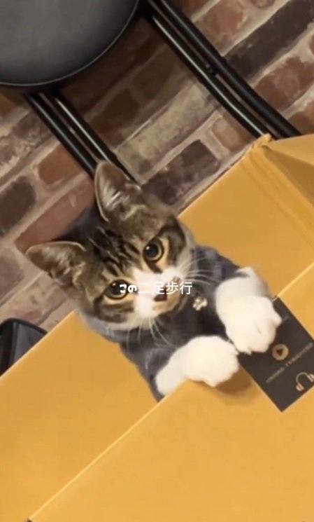 段ボールから姿を現す猫