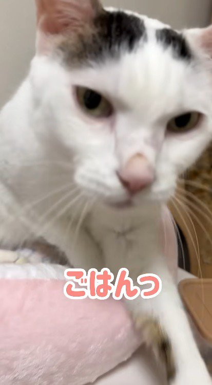 飼い主に近づいていく猫