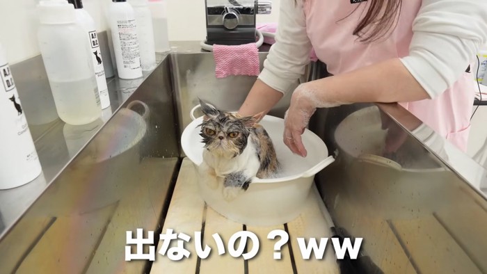 桶に入ったままの猫
