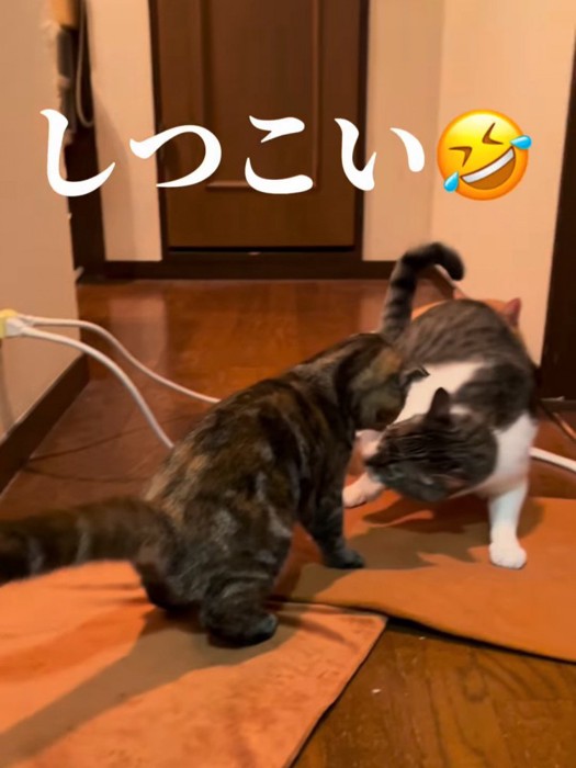 下から子猫をにらむ成猫