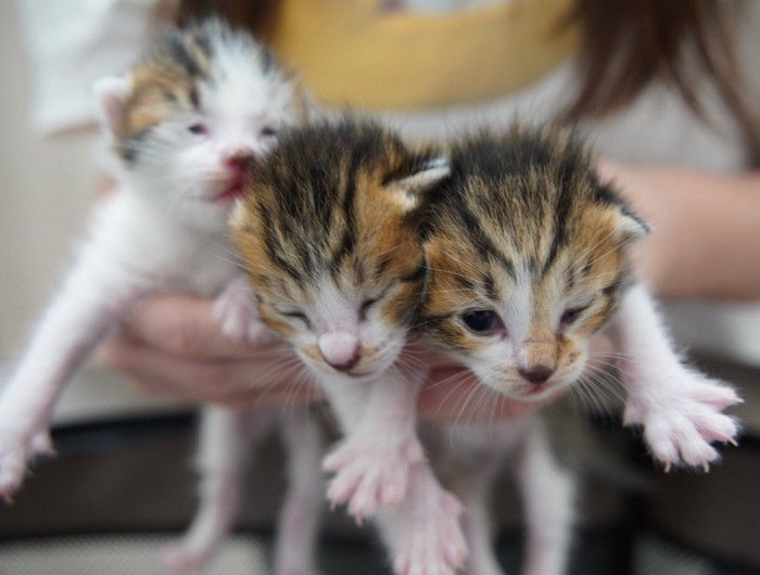 3匹の赤ちゃん猫