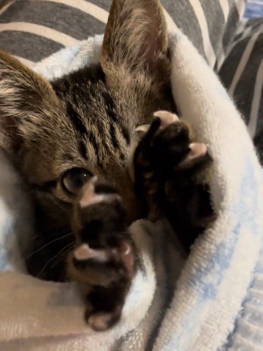 前足を伸ばす子猫