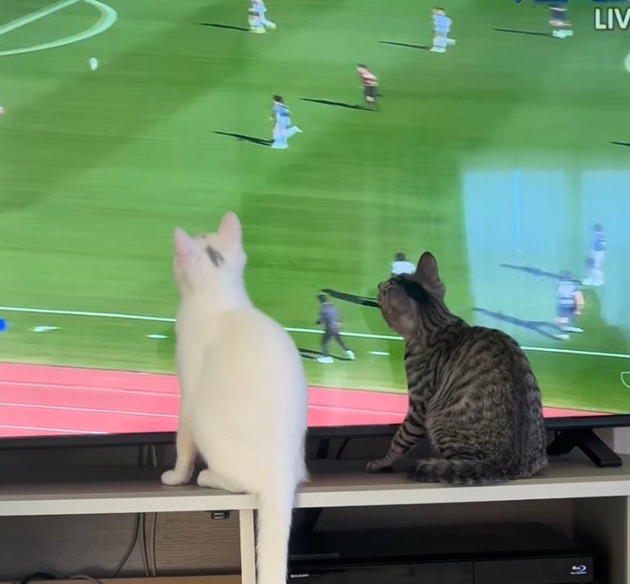 画面の中を動き回るボールを目で追う猫たち