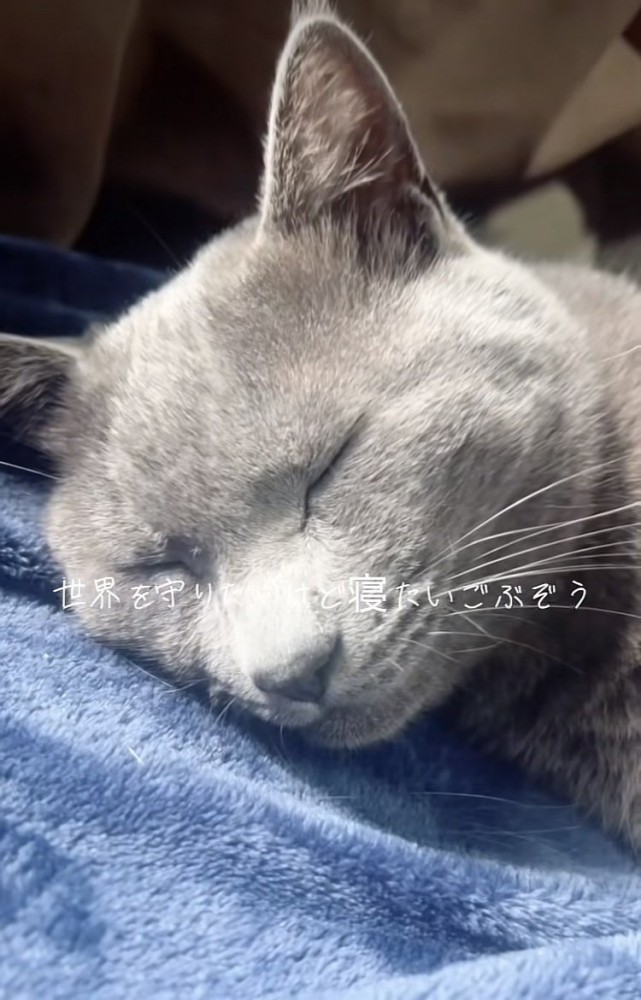 毛布の上で眠る雑種猫
