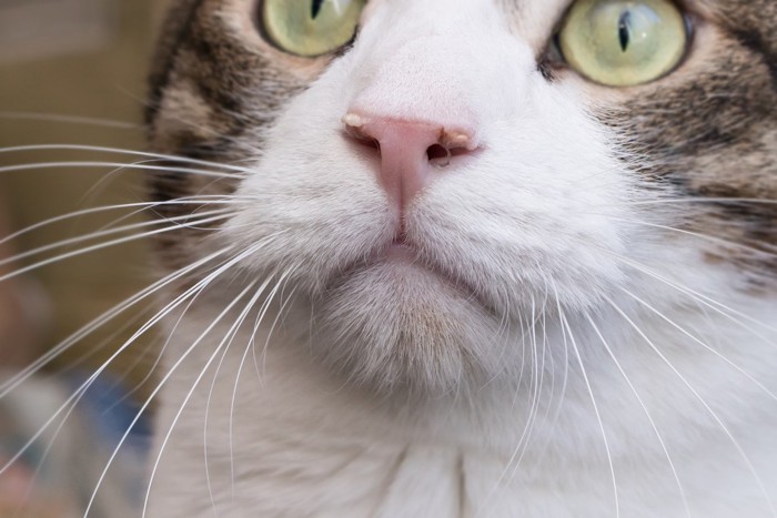 鼻クソがついた猫