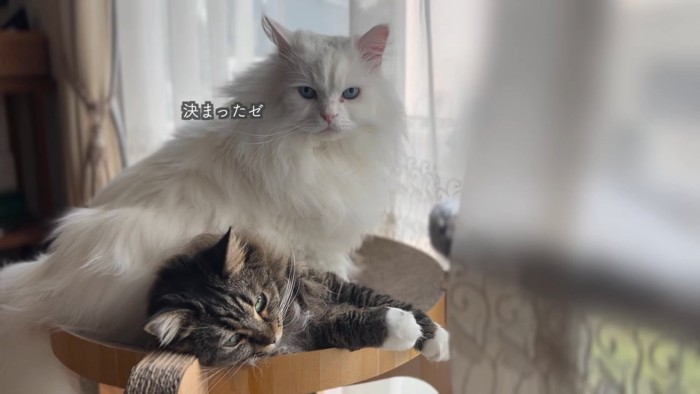 横になる猫と座る猫
