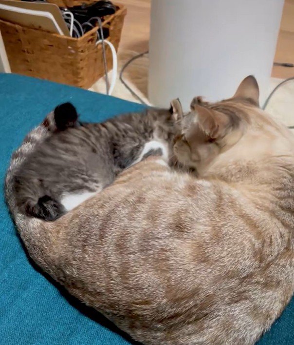 くっつく2匹の猫