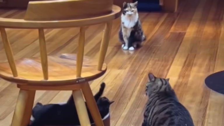 室内にいる猫たち