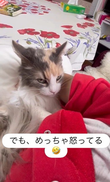 人に抱かれている猫