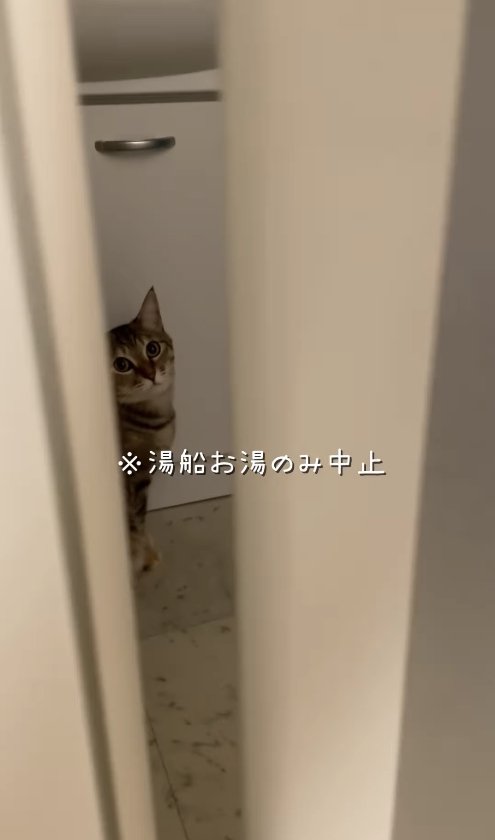 ドアの隙間からカメラを見つめる麦わら猫