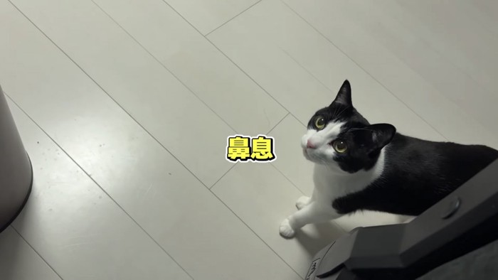 「鼻息」のテロップ写真