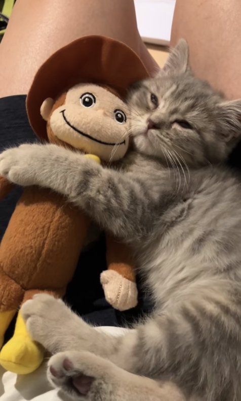 飼い主の膝の上でぬいぐるみを抱えてほとんど目を瞑っている子猫