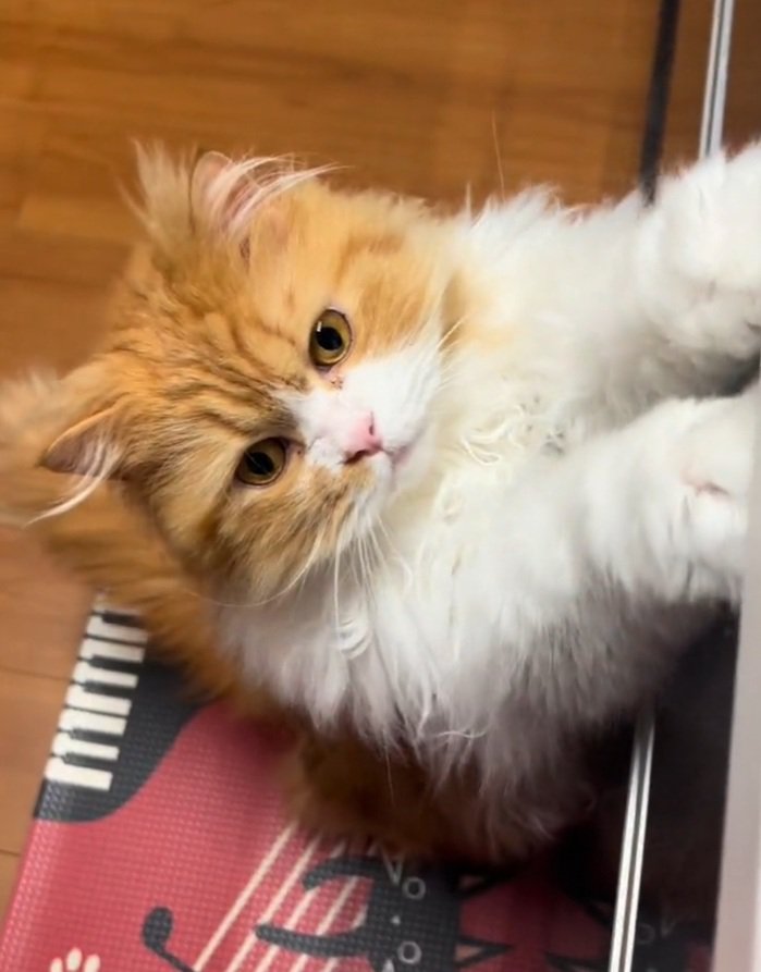 ご飯を求める猫