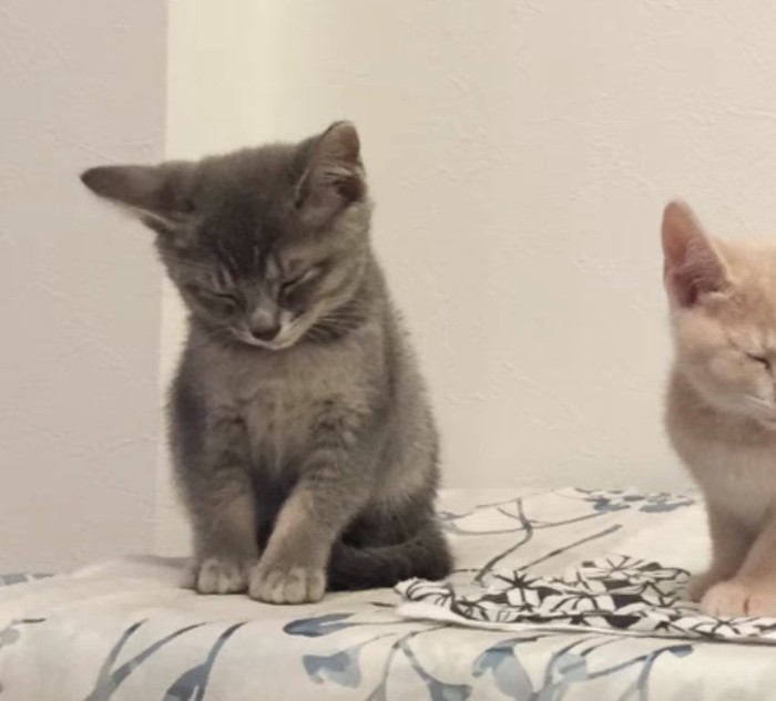 小さなおはぎくん