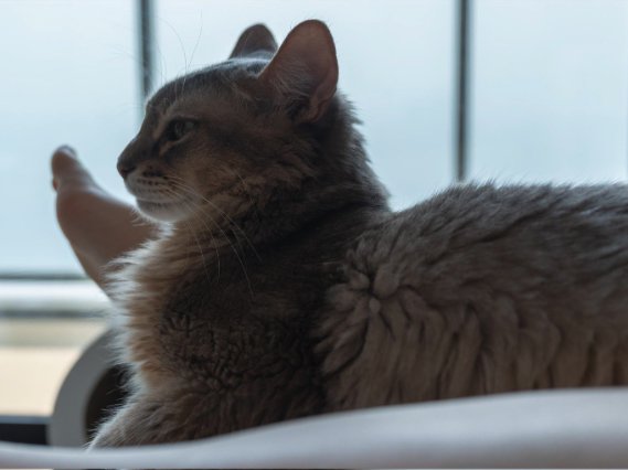 飼い主の足の間でくつろぐ成猫