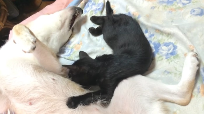 柴犬と寝る黒猫の子猫